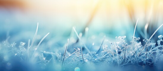 Sunlit frosty grass close-up - obrazy, fototapety, plakaty