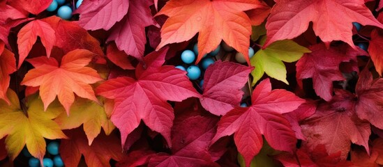 Close up of vibrant red leaves and blue berries