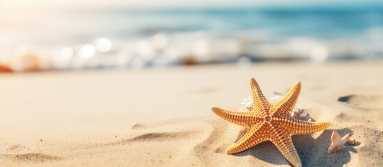 Fototapeta na wymiar Starfish lying sandy beach marine life