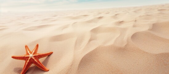 Fototapeta na wymiar Starfish resting sandy shore