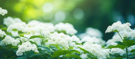 Many blooming white flora amid grass
