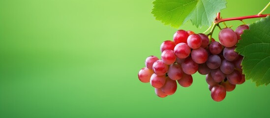 Fototapeta premium Grapes hanging from vine