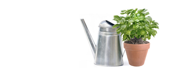 potted of basilic  with a watering can on white background - copy space