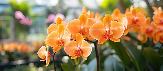 Fototapeta premium Orange flowers among green foliage