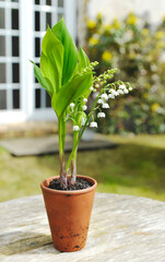 close up on beautiful sprig of fresh lily of valley blooming in a potted on a table in a garden.- french symbol of good lucky charm