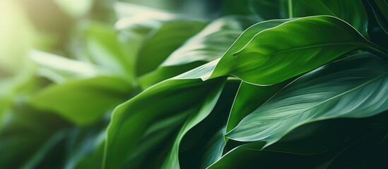 Green plant leaves closeup