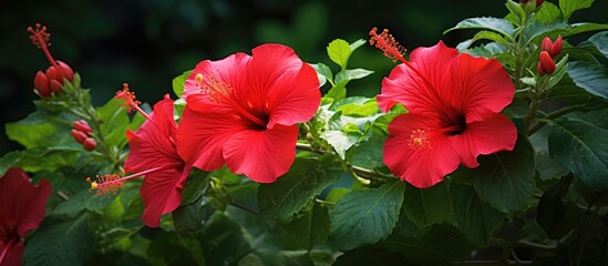 Two vibrant red blooms amid foliage