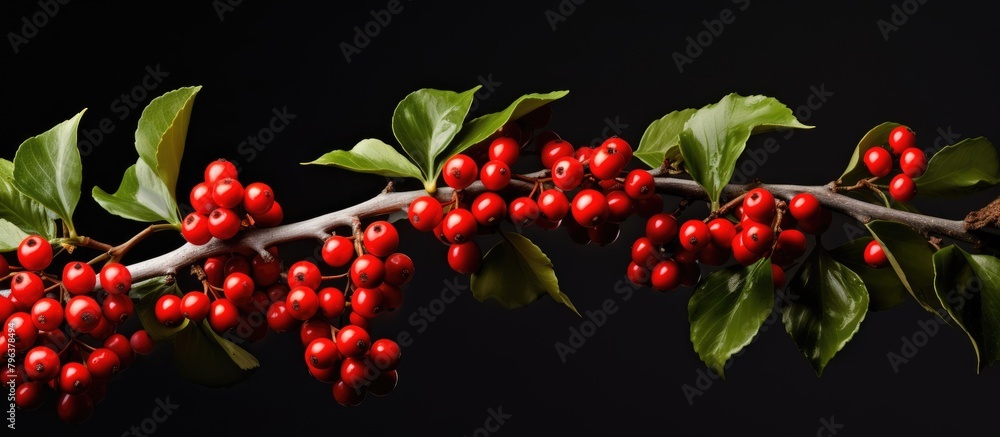 Poster branch tree red berries close up
