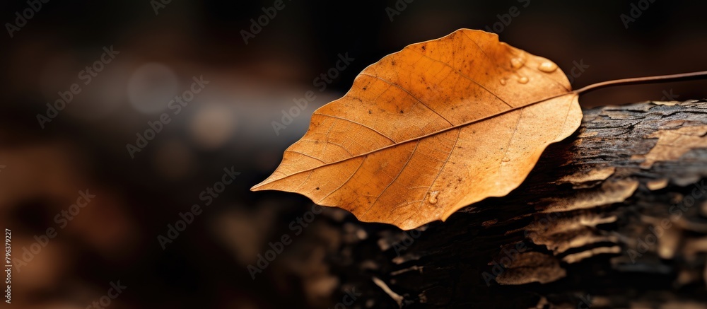 Aufkleber leaf on log in forest
