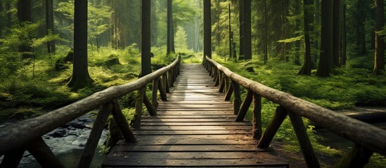 A wooden bridge spans a stream in a dense forest