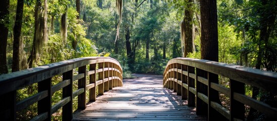 Wooden bridge amidst lush forest