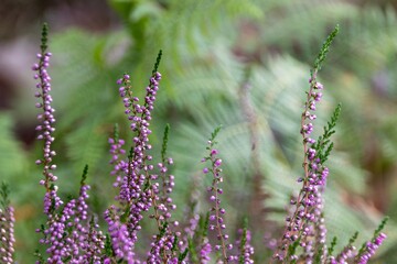 close up of lavender flowers