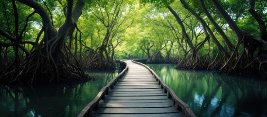 Wooden path winding through watery mangrove trees