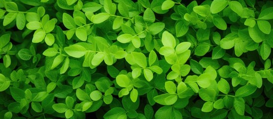 Green foliage close up