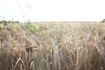 field, wheat, sky, landscape, agriculture, nature, summer, farm, blue, rural, crop