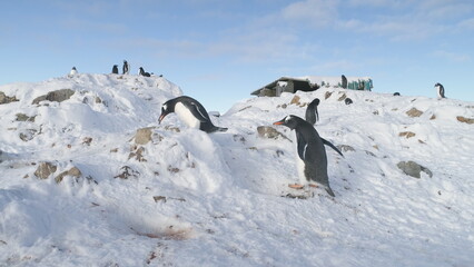Two Funny Penguins Steal Pebbles from Each Other s Nest. Gentoo Builds Nests and Hatches Eggs. Cute...