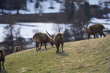 herd of steinbock on a field of grass in pontresina graubuenden GR CH switzerland, grisons,...