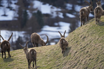 herd of steinbock on a field of grass in pontresina graubuenden GR CH switzerland, grisons,...