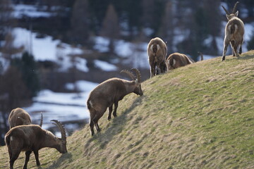herd of steinbock on a field of grass in pontresina graubuenden GR CH switzerland, grisons,...