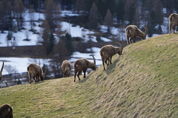herd of steinbock capricorns grazing in Pontresina, Graubuenden, during summer. Ibex herd.
