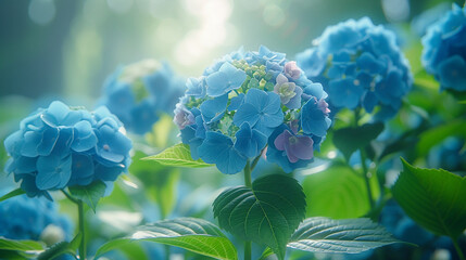 Group of delicate blue hydrangea flowers with green leaves in a garden 