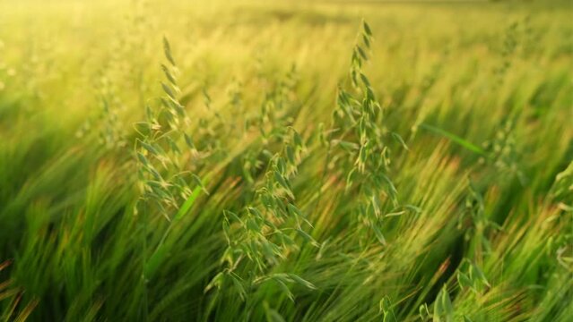 Green oat and rye field. Beautiful agricultural field landscape with green oats and rye ears close up at sunset glow. Stock footage video 4k