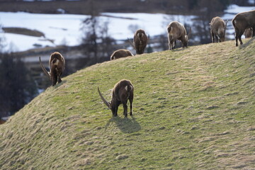 herd of steinbock capricorns grazing in Pontresina, Graubuenden, during summer. Ibex herd.