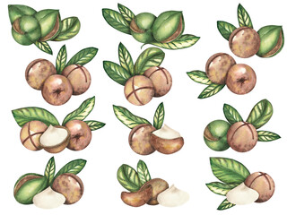 Macadamia nut on a white background, a composition of several nuts and leaves. The macadamia tree. Food, snacks, brown walnut, close-up. Watercolor illustrations, clipart. Template for textile design