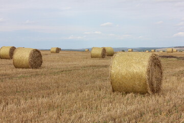 hay bales in the fields