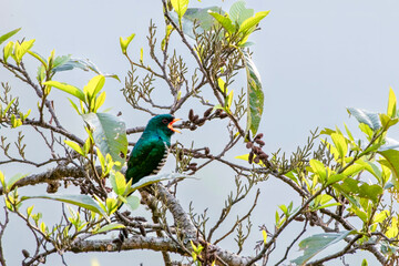 Asian emerald cuckoo or Chrysococcyx maculatus seen in Khonoma in Nagaland India