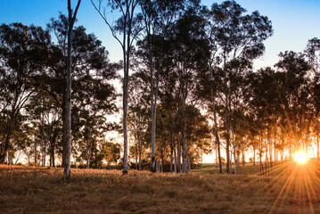 sunset rural Australia, sunstar sunburst through gum eucalyptus trees, grassy paddock, farm life...