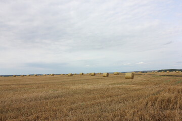 hay bales, hay in the field, straw © Татьяна Осипова