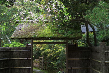 緑に囲まれた門と桜