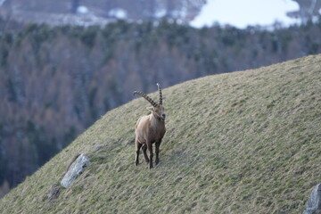 herd of steinbock capricorns grazing in Pontresina, Graubuenden, during summer. Ibex herd.