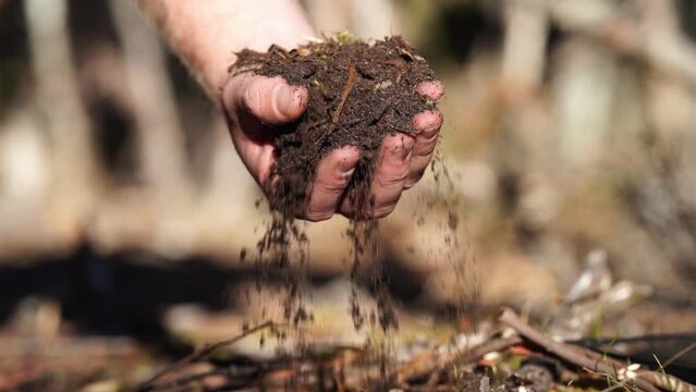 regenerative organic farmer, taking soil samples and looking at plant growth in a farm. practicing sustainable agriculture. in australia 