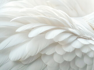 Obraz premium Soft, feather and natural in texture, art and fluffy with color, fragile and closeup of swan and bird. Background, pattern and exotic in animal, pigeon and wildlife for plume, wallpaper and smooth