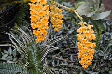 Dendrobium densiflorum, with the common names densely flowered Dendrobium and pineapple orchid, is...