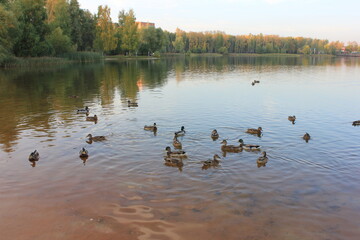 ducks on the lake