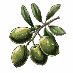 Olive branch with green olives. Hand drawn vector illustration.