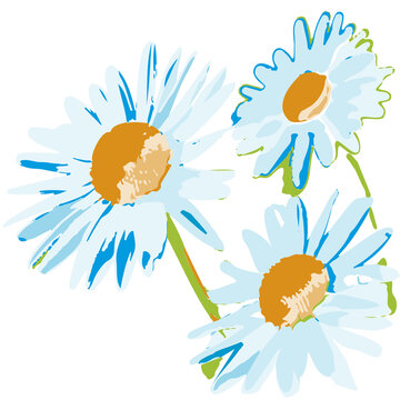 DaisisFlowerNoBackgroundPaintIllustration