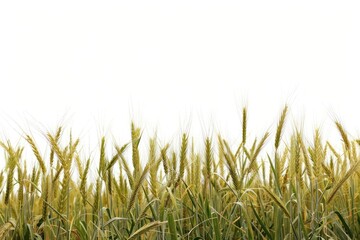 Naklejka premium Field agriculture backgrounds outdoors.