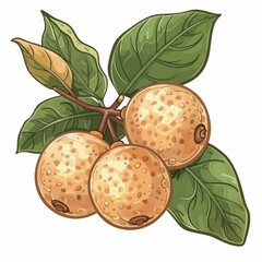 Illustration of longan fruit with leaves on a white background.