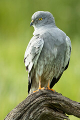 Montagu's harrier male inside his breeding area in a cereal steppe at his favorite perch at the first light of a spring day