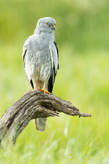 Adult male Montagu's harrier in one of his favorite watchtowers in his breeding territory within a cereal steppe with the first light of sunrise on a spring day