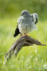 Male Montagu's harrier at first light in its breeding territory on a cereal steppe in spring