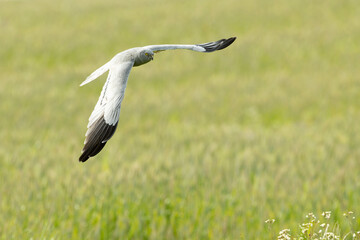 Male Montagu's harrier flying in its breeding territory in a cereal steppe with the last light of the day