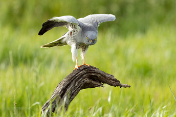 Adult male Montagu's harrier at his favorite watchtower within his breeding territory on a cereal...