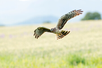 Female Montagu's harrier flying into her breeding territory on a cereal steppe at the first light...
