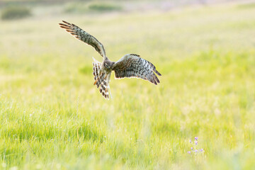 Female Montagu's harrier flying into her breeding territory on a cereal steppe at the first light of a spring day