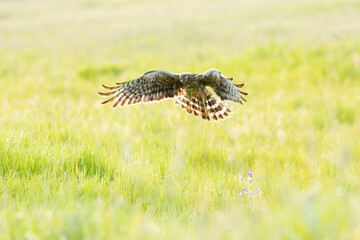 Female Montagu's harrier flying into her breeding territory on a cereal steppe at the first light of a spring day